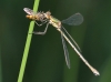 J17_2194 Lestes sponsa female